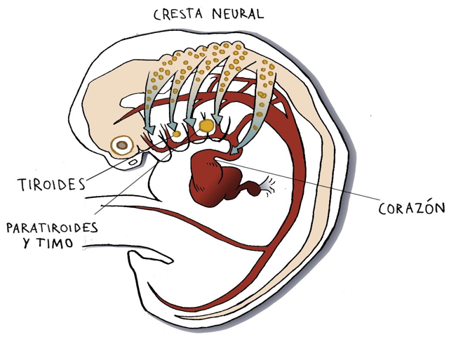 Migración de las células de la cresta neural en un embrión de 4-6 semanas